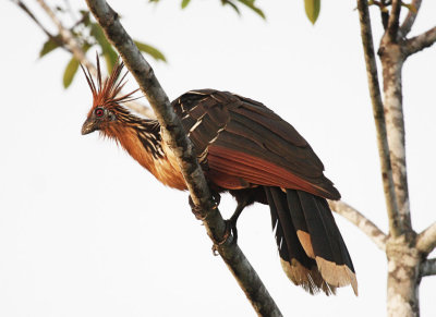 Hoatzin