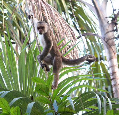 White-headed Capuchin Monkey