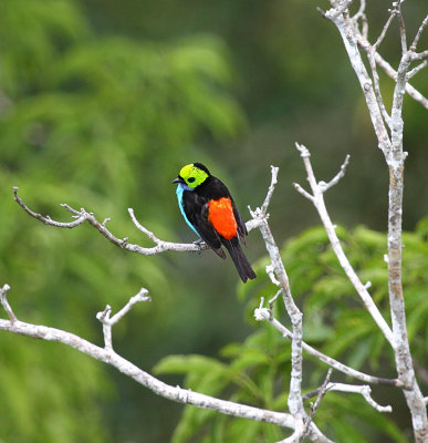 Paradise Tanager