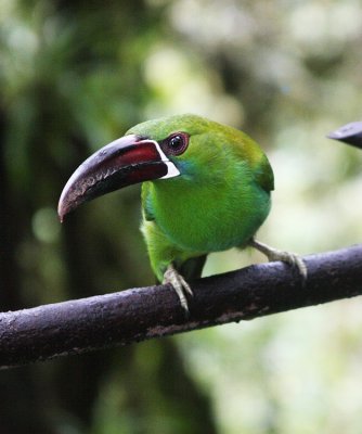 Crimson-rumped Toucanet