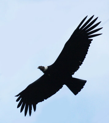 Andean Condor