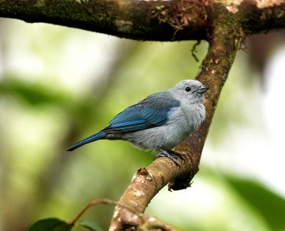 Blue-gray Tanager
