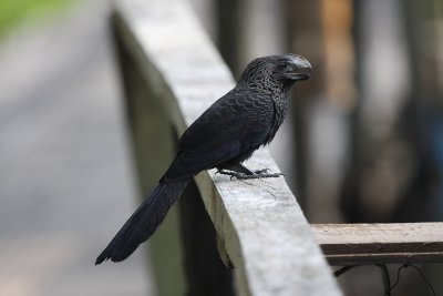 Smooth-billed Ani