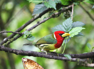 Red-headed Barbet