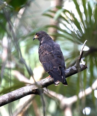 Snail Kite