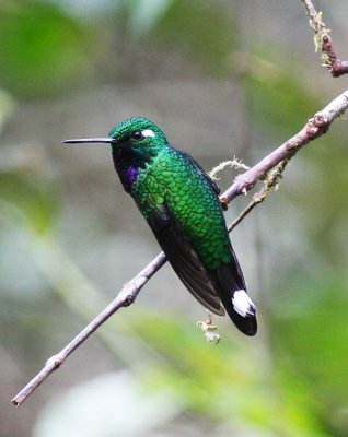 Purple-bibbed Whitetip Hummingbird