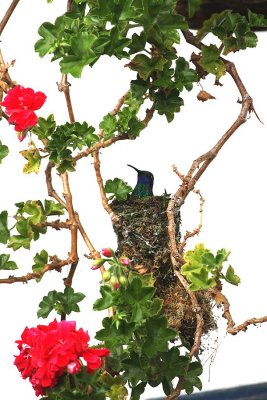 Hummingbird nest in a Geranium