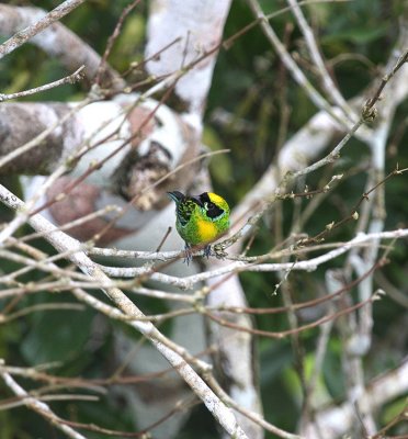 Green and Gold Tanager
