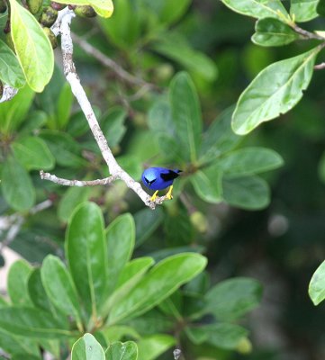 Purple Honeycreeper