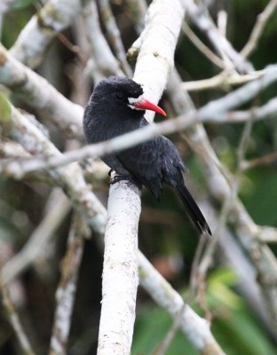 White-fronted Nunbird