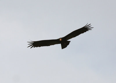 Yellow-headed Vulture