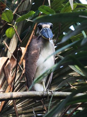 Boat-billed Heron