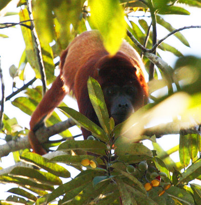 Red Howler Monkey