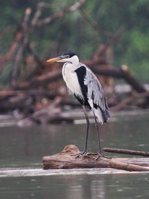 Cocoi Heron