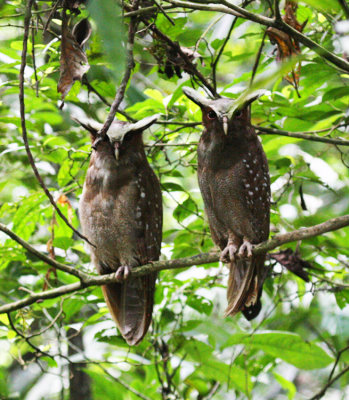 Crested Owls