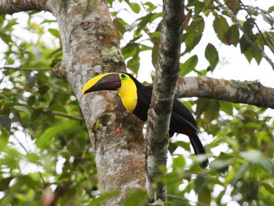 Chestnut-mandibled Toucan