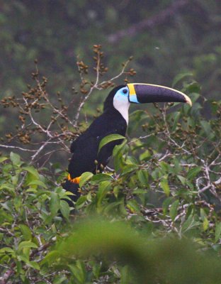 White-throated Toucan