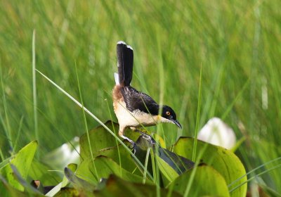 Black-capped Donacobius