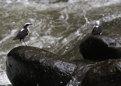 White-capped Dipper