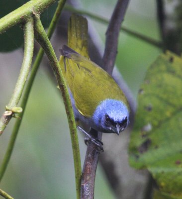 Blue-capped Tanager