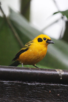 Golden Tanager