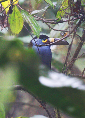 Plate-billed Toucan