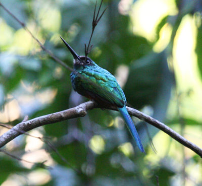 White-chinned Jacamar