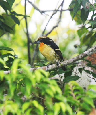 Gildet Barbet