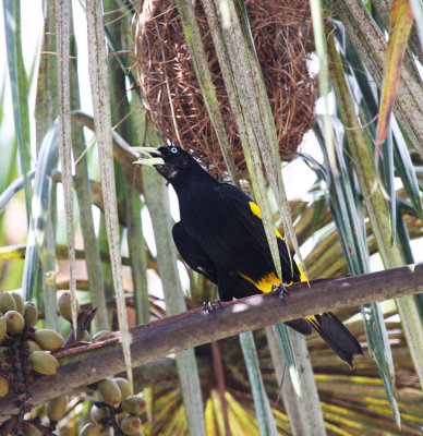 Yellow-rumped Cacique