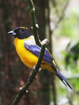 Black-chinned Mountain-tanager