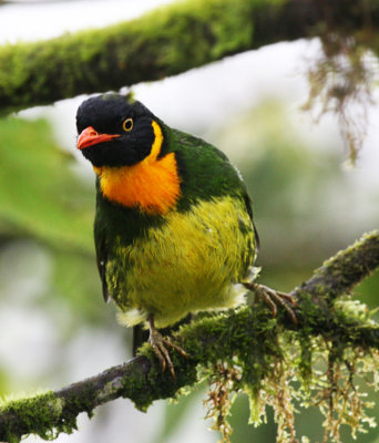 Orange-breasted Fruiteater