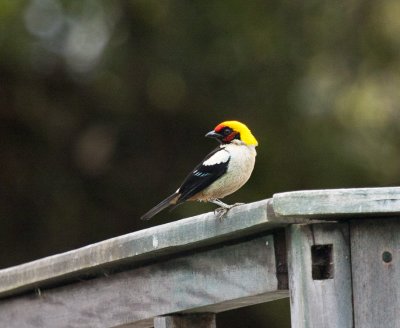 Flame-faced Tanager