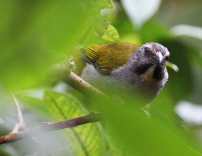 Buff-throated Saltator