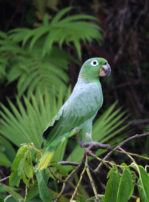 Mealy Parrot