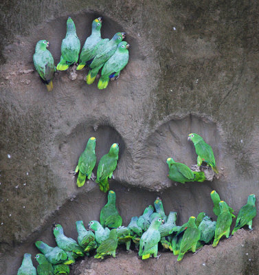 Parrots at the parrot lick
