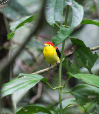 Wire-tailed Manakin
