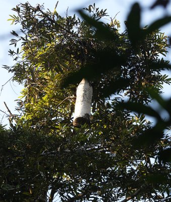Wasps nest