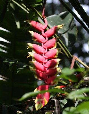 Heliconia rostrata