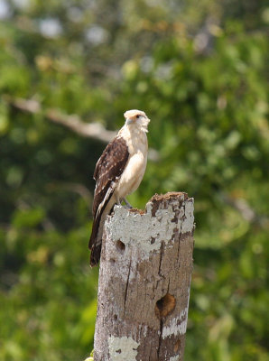Yellow-headed Caracara