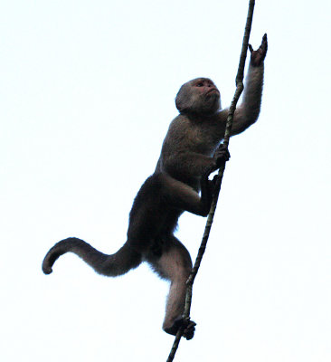 White-headed Capuchin Monkey