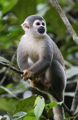 Squirrel Monkey
