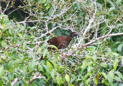 Speckled Chachalaca