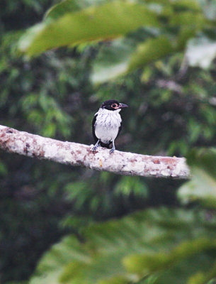 Masked Tityra