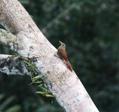 Cinnamon-throated Woodcreeper