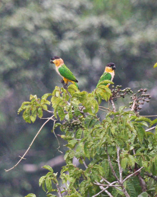 Black-headed Parrots