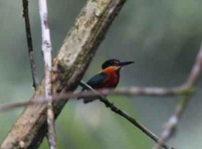 American Pygmy Kingfisher