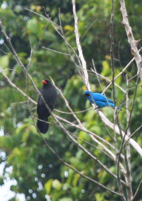 Black-fronted Nunbird and a Plum-throated Cotinga