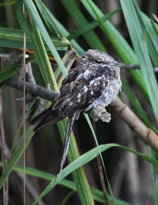Ladder-tailed Nightjar