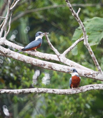 Ringed Kingfishers