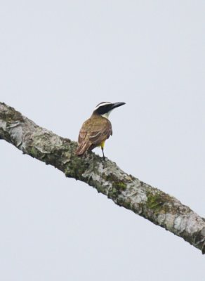 Boat-billed Flycatcher